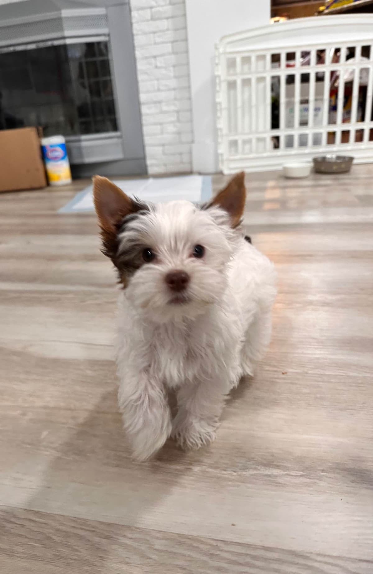 Yorkshire Terrier Puppies breeder image 3
