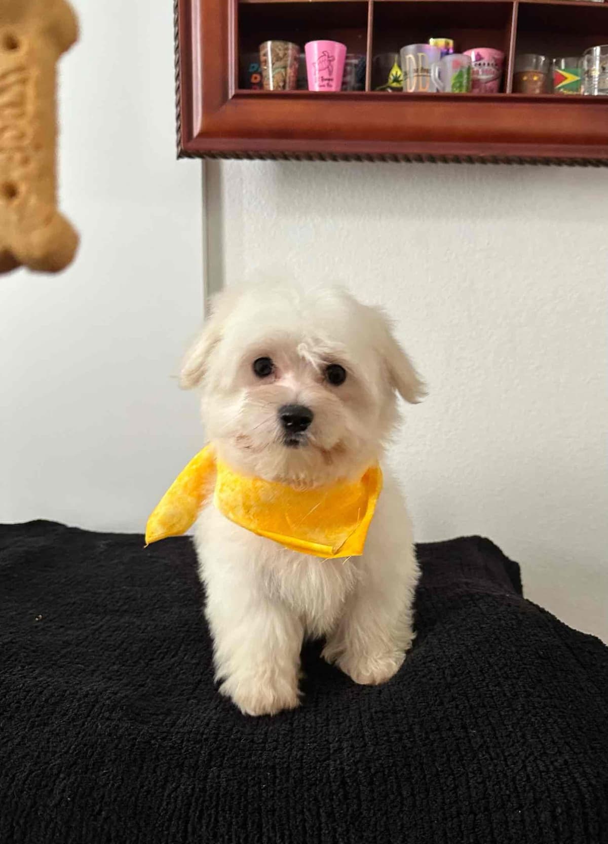 Maltese Puppies breeder image 1