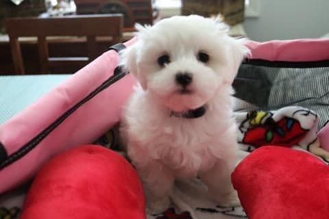 Maltese Puppies breeder image 4