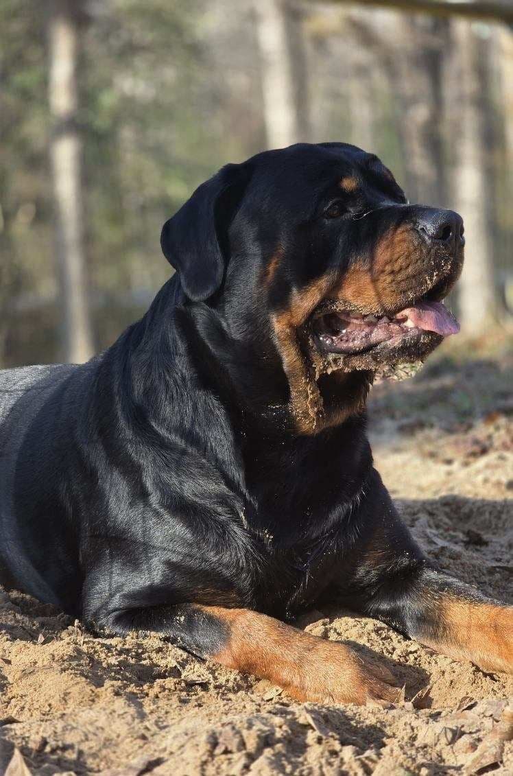 Rottweiler Puppies breeder image 1
