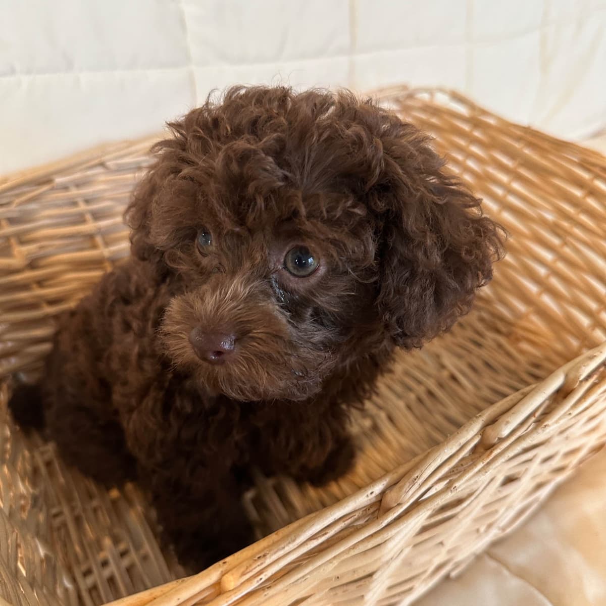 Toy Poodle Puppies waiting for Love in Virginia Beach, Virginia breeder image 3
