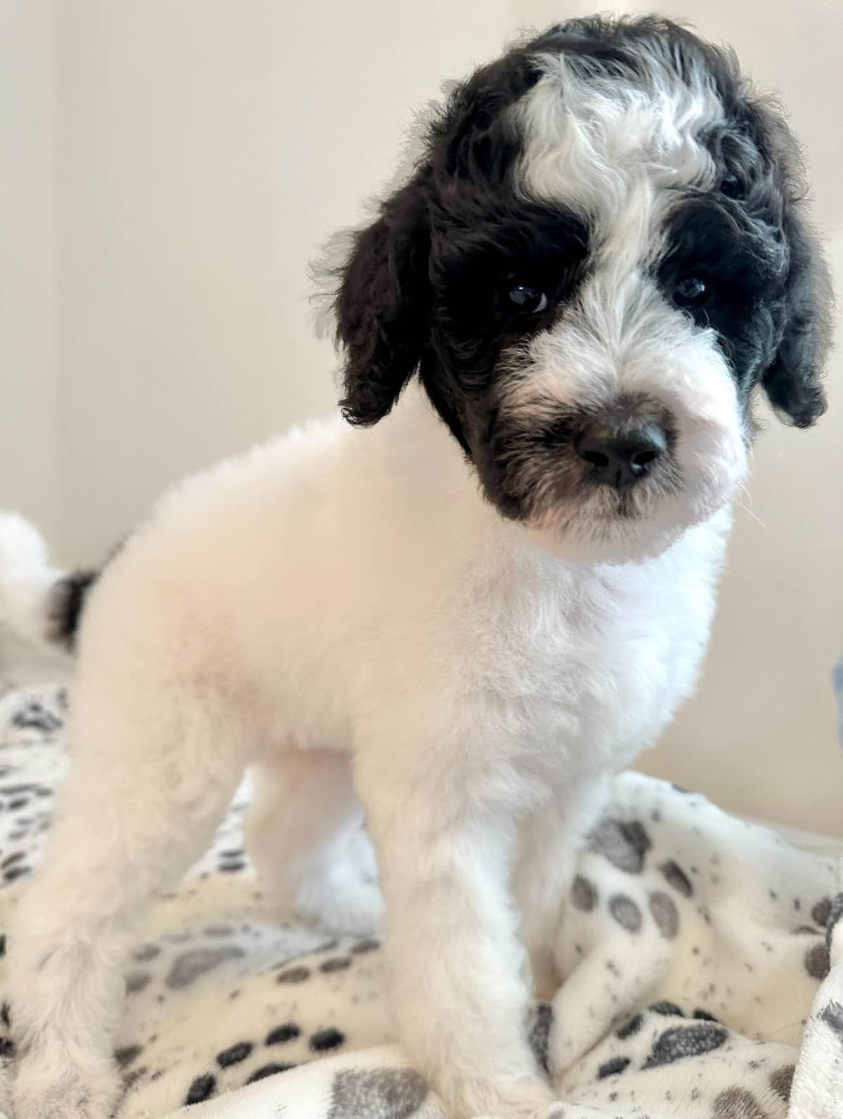 Poodle Puppies breeder image 1