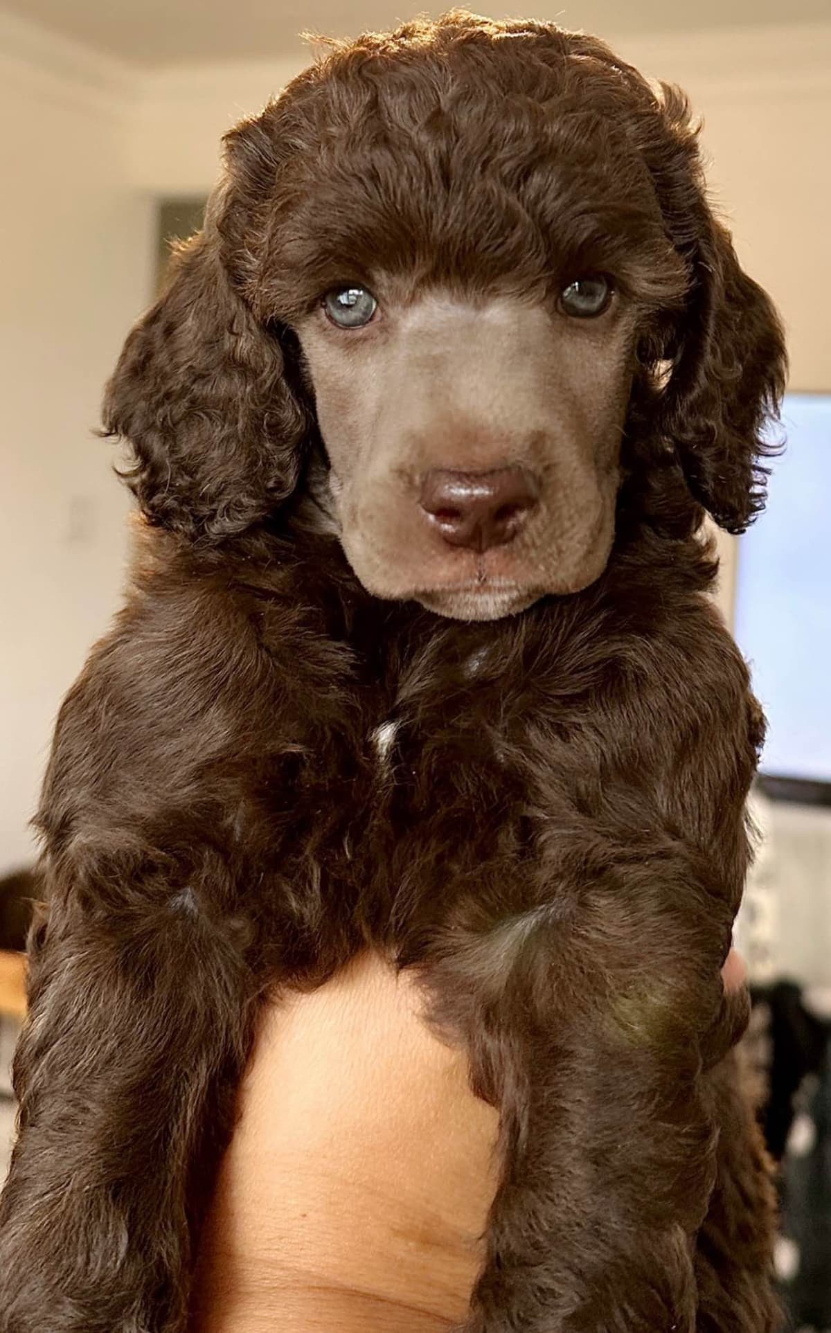 Poodle Puppies breeder image 18
