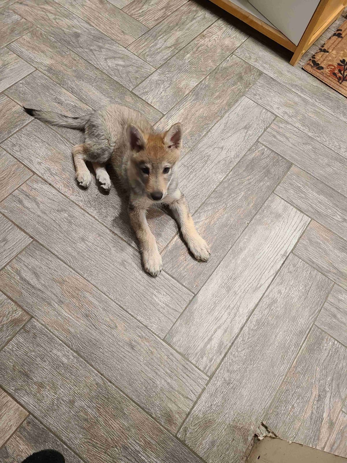 Czechoslovakian Vlciak Puppies breeder image 4