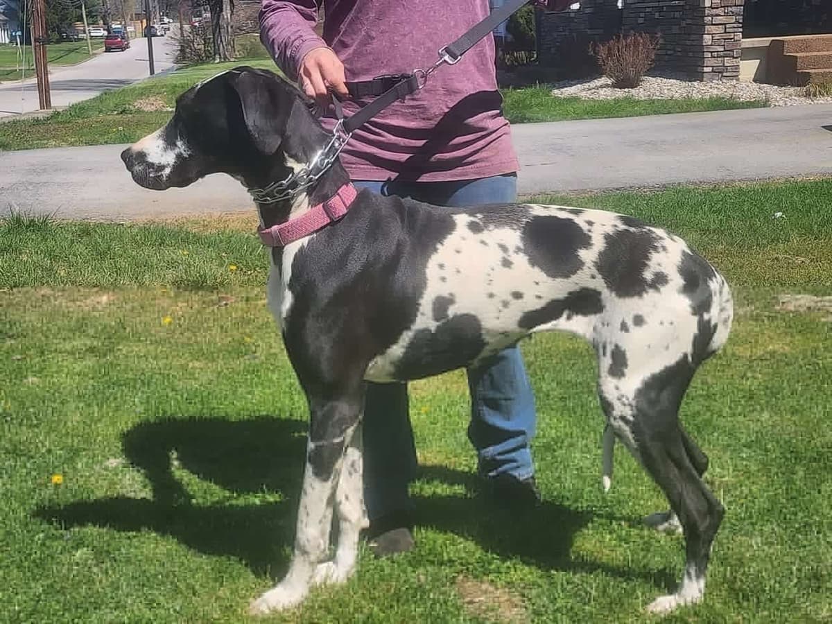 Great Dane Puppies breeder image 7