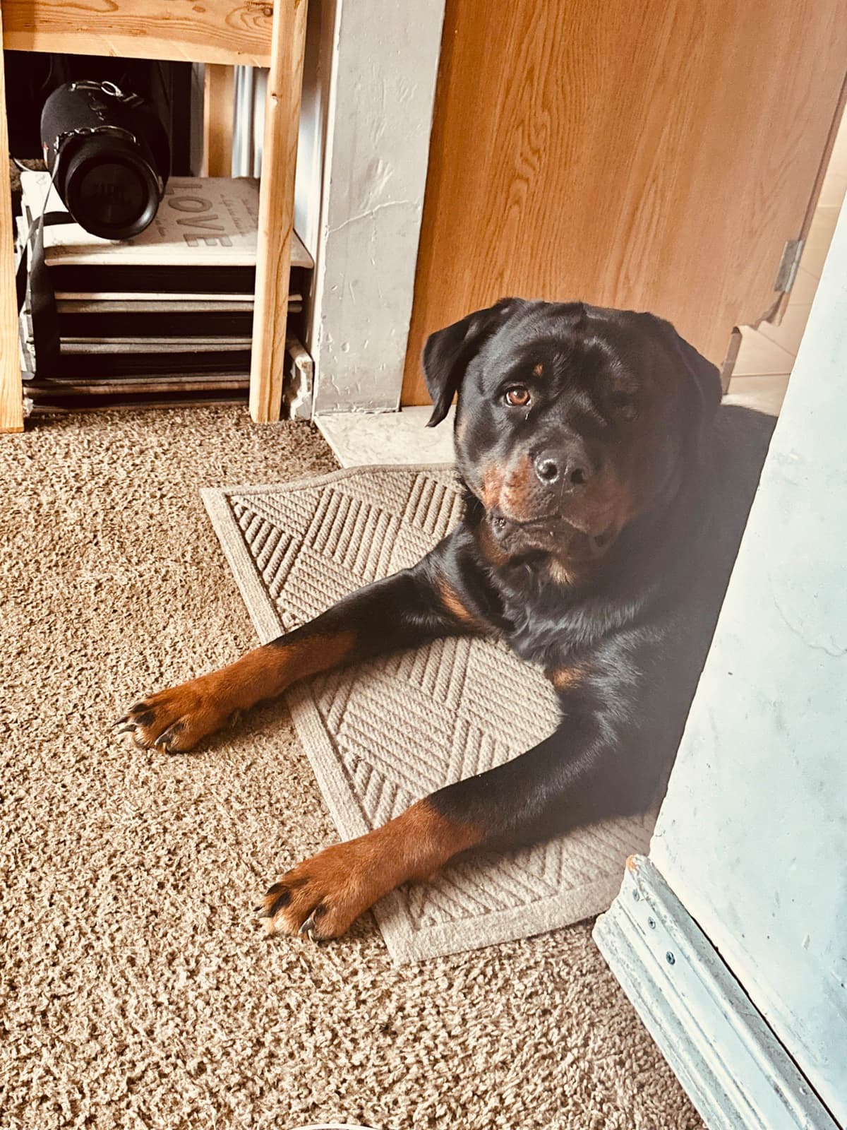 Rottweiler Puppies breeder image 1