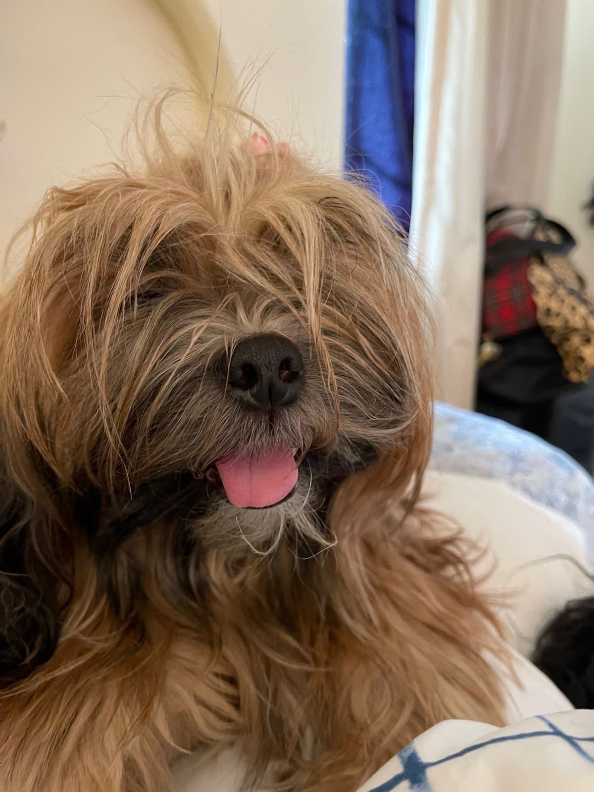 LHASA APSO PUPPIES. READY NOW 06/21/2026 Call Cindy 530-966-8929 breeder image 9