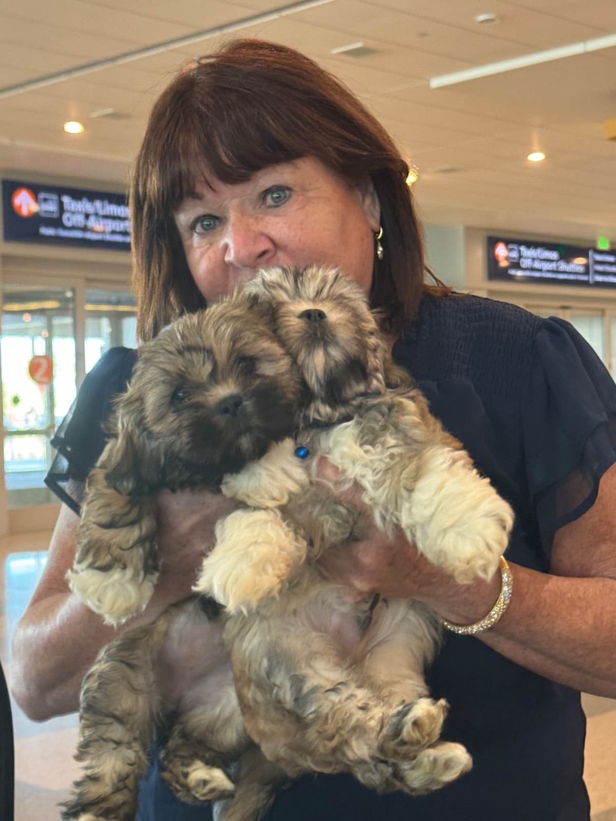 LHASA APSO PUPPIES. READY NOW 06/21/2026 Call Cindy 530-966-8929 breeder image 1