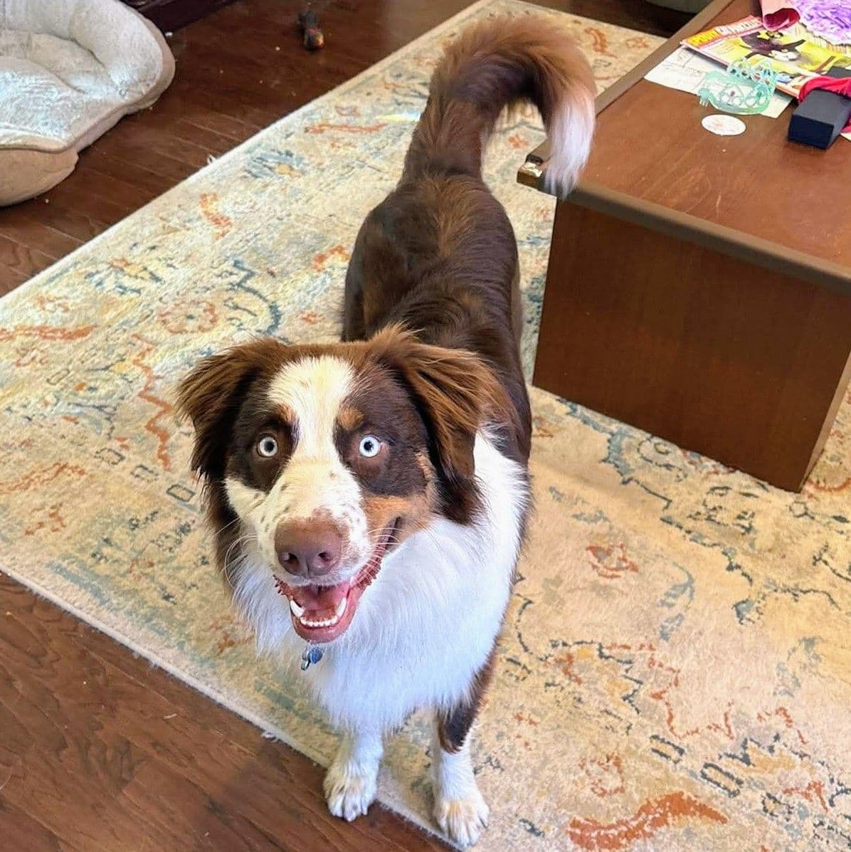 AKC AUSSIES- OFAs, genetics, NATURAL LONG TAIL, blue eyes breeder image 15