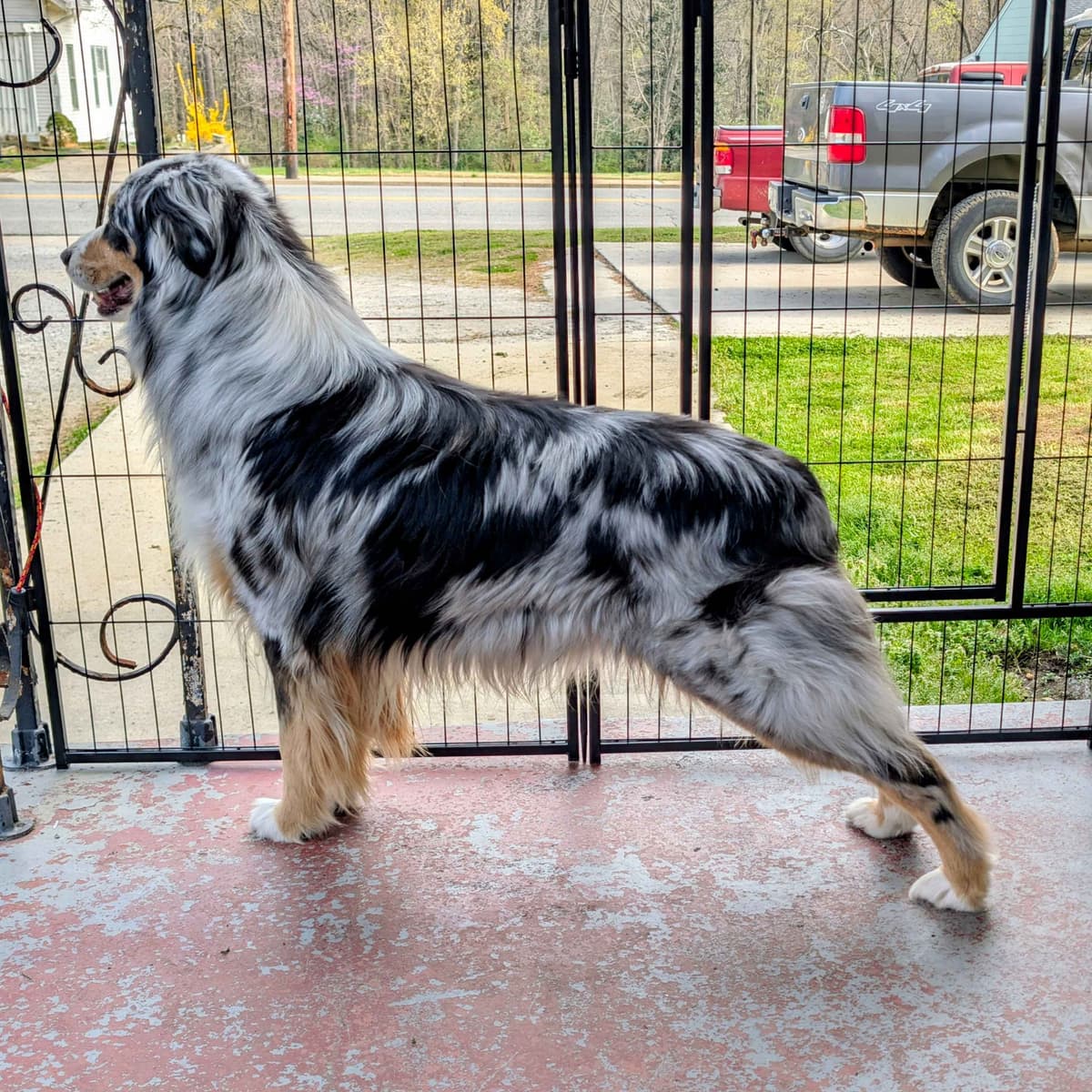 AKC AUSSIES- OFAs, genetics, NATURAL LONG TAIL, blue eyes breeder image 24