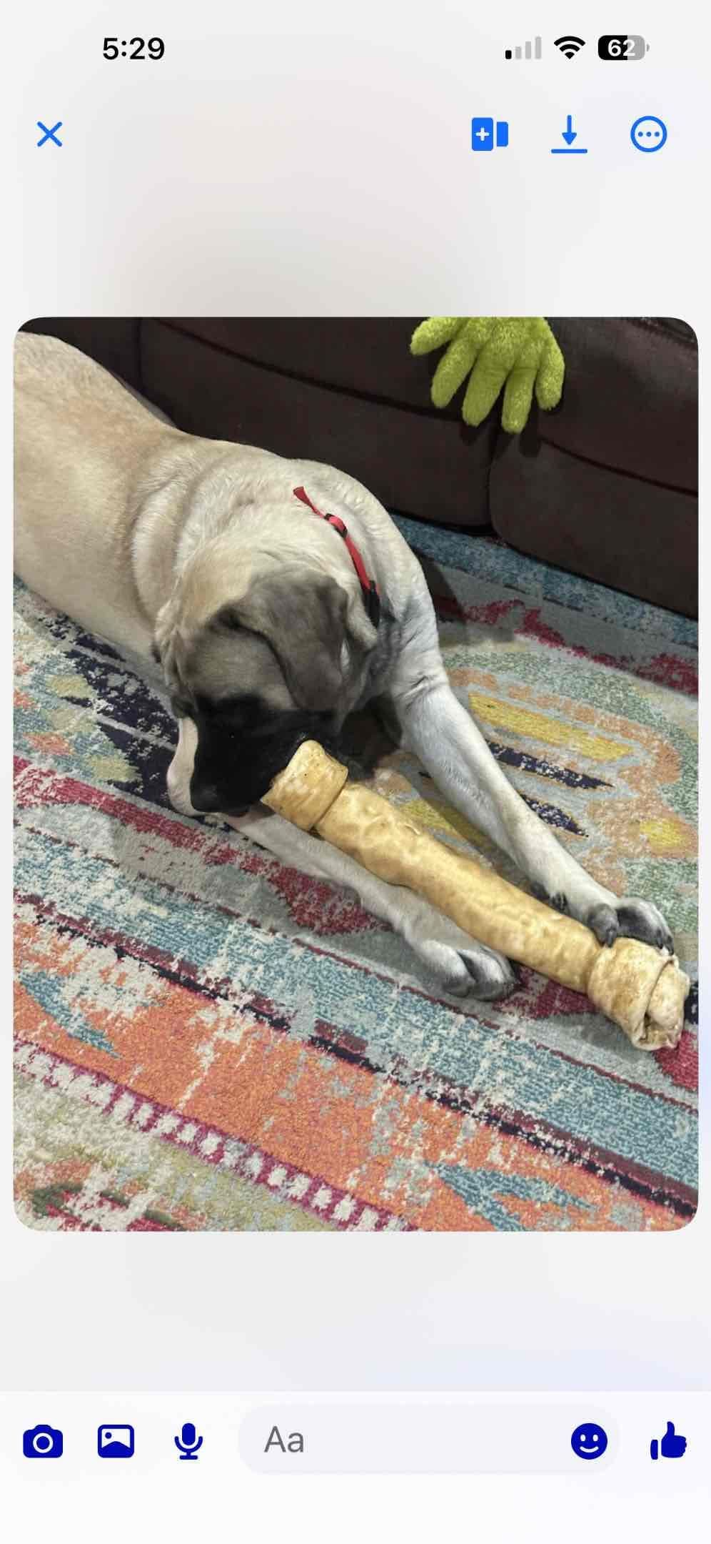 Mastiff Puppies breeder image 3