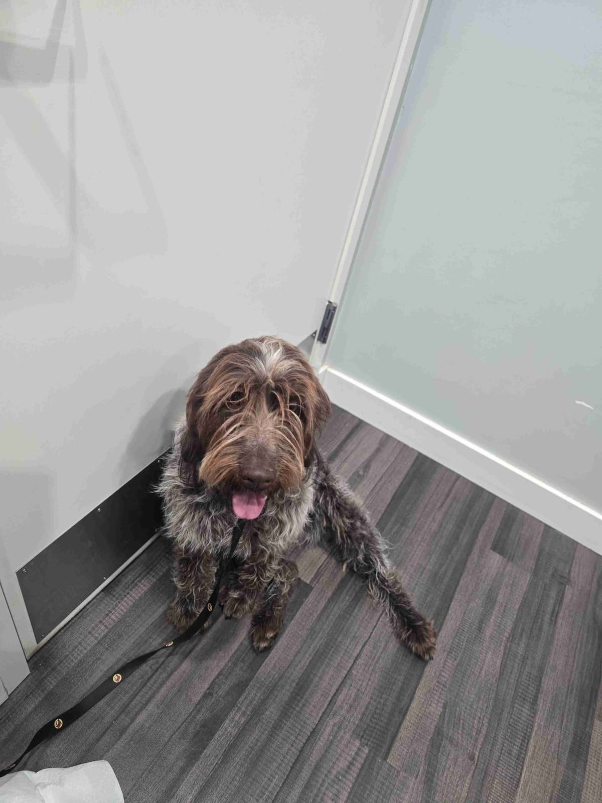 Wirehaired Pointing Griffon Puppies1 left breeder image 3