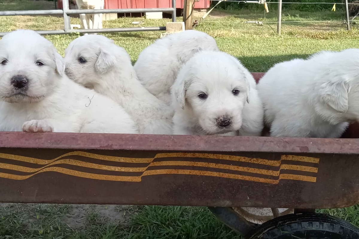 Great Pyrenees Puppies breeder image 12