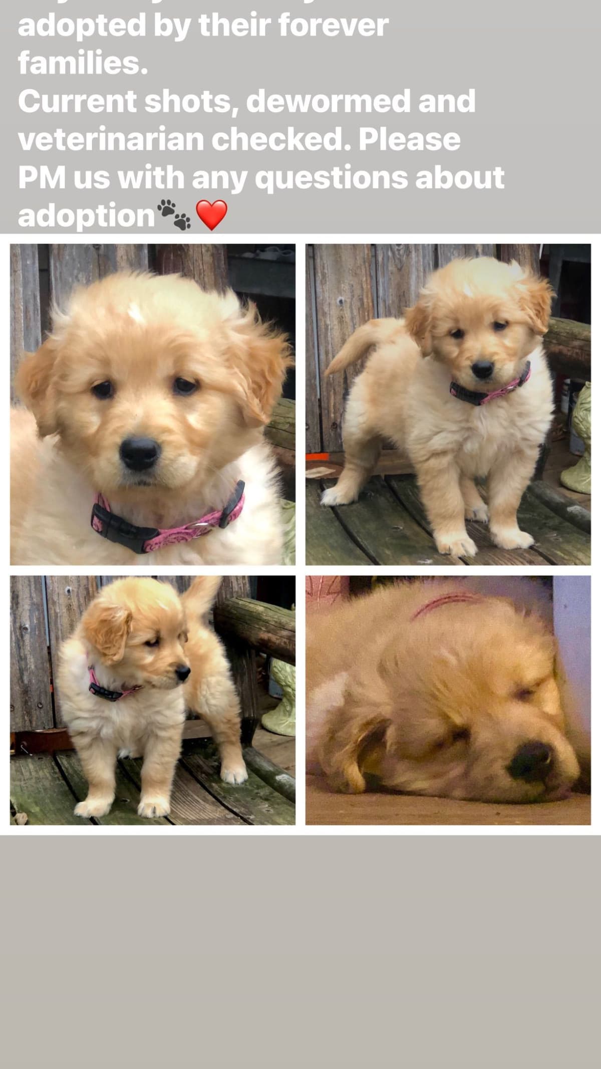 Golden Retriever Puppies breeder image 5