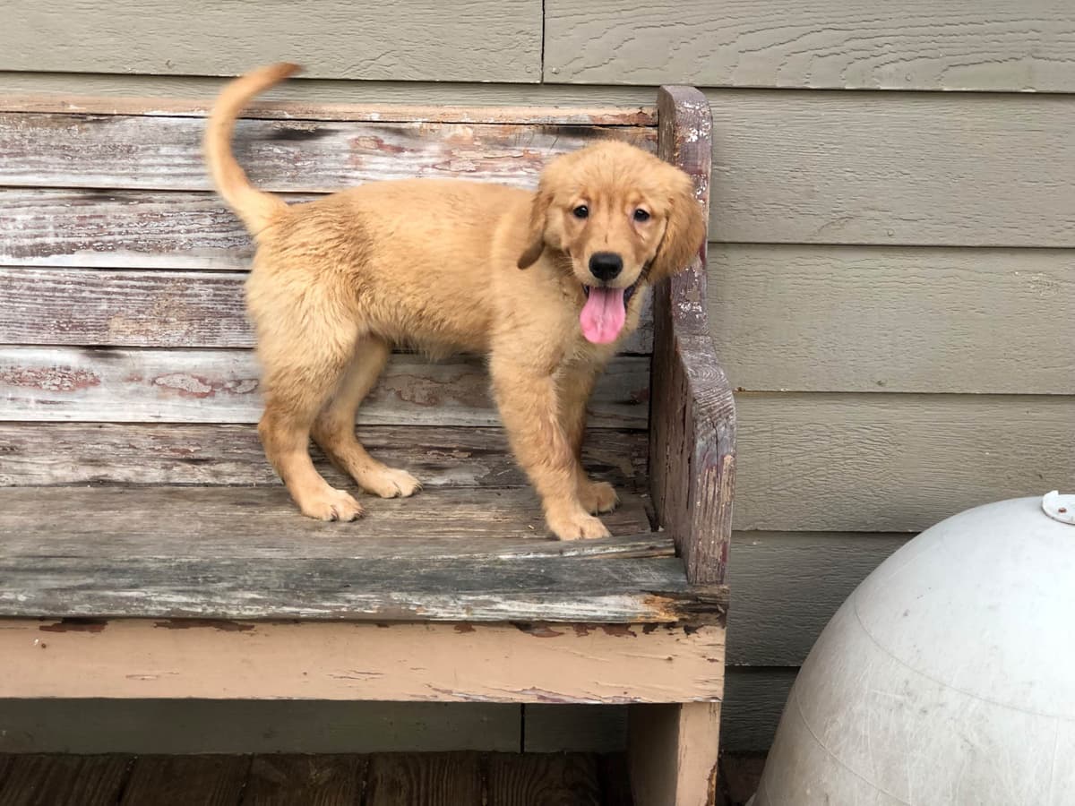 Golden Retriever Puppies breeder image 8