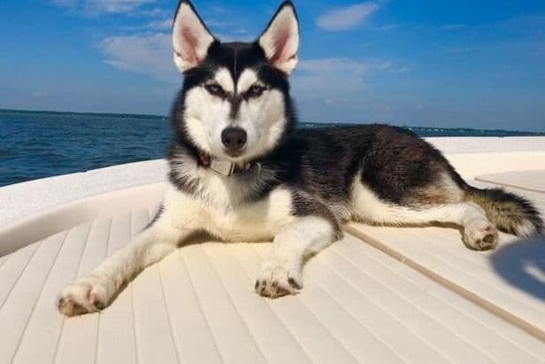 Siberian Husky Puppies Red & White breeder image 4