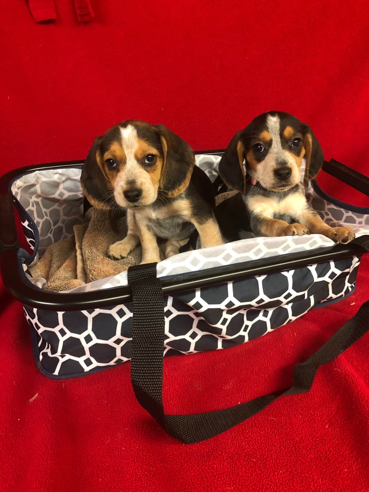 Beagle Puppies breeder image 18