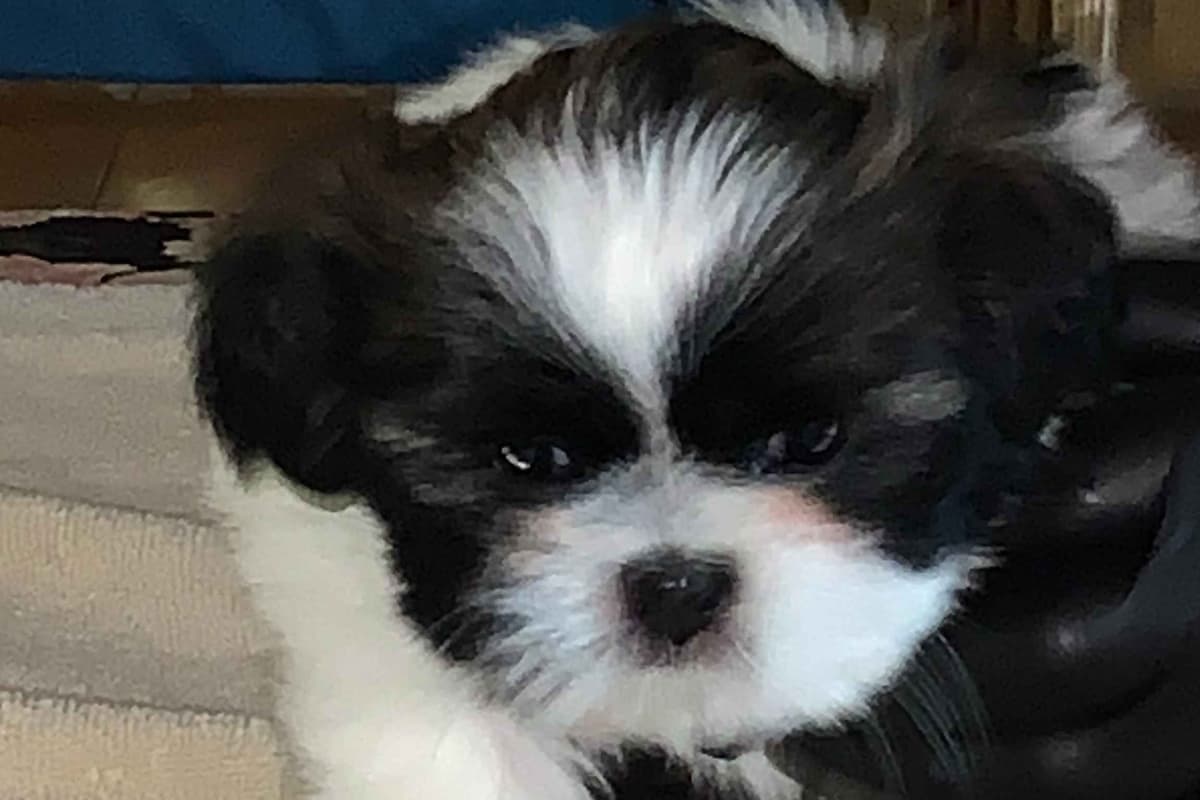 Shih Tzu Puppies breeder image 1
