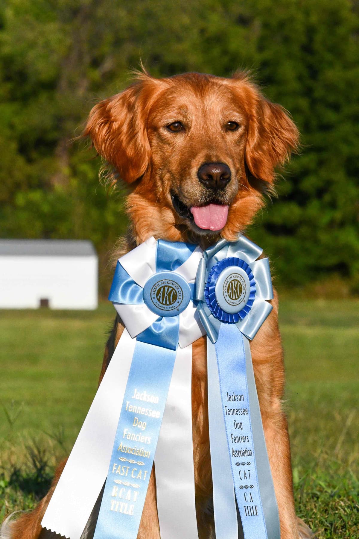 Golden Retriever Puppies breeder image 5