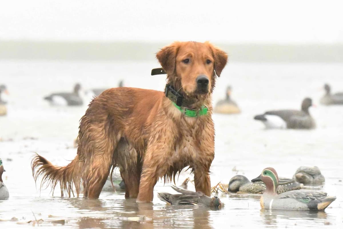 Golden Retriever Puppies breeder image 18