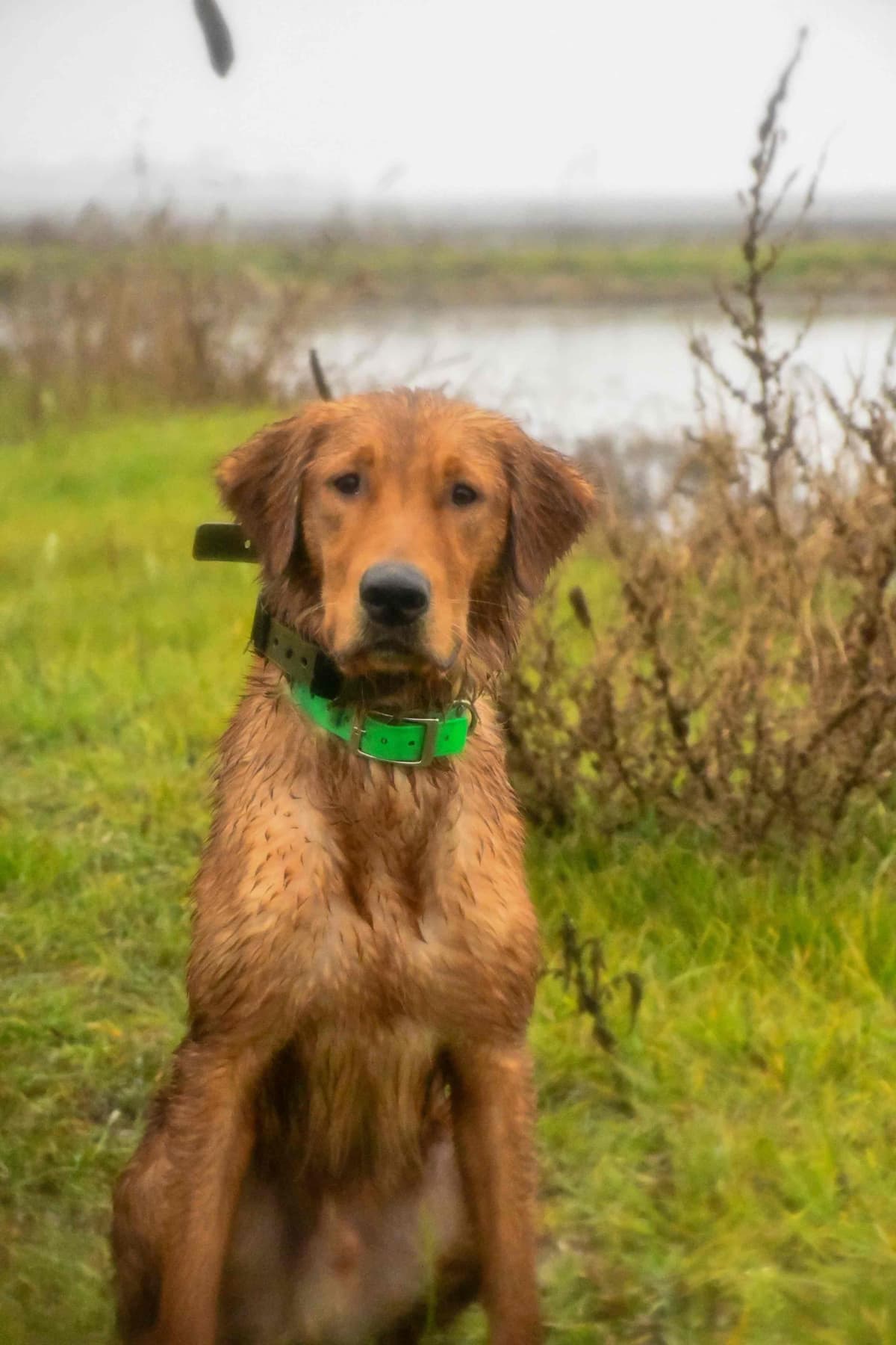 Golden Retriever Puppies breeder image 19