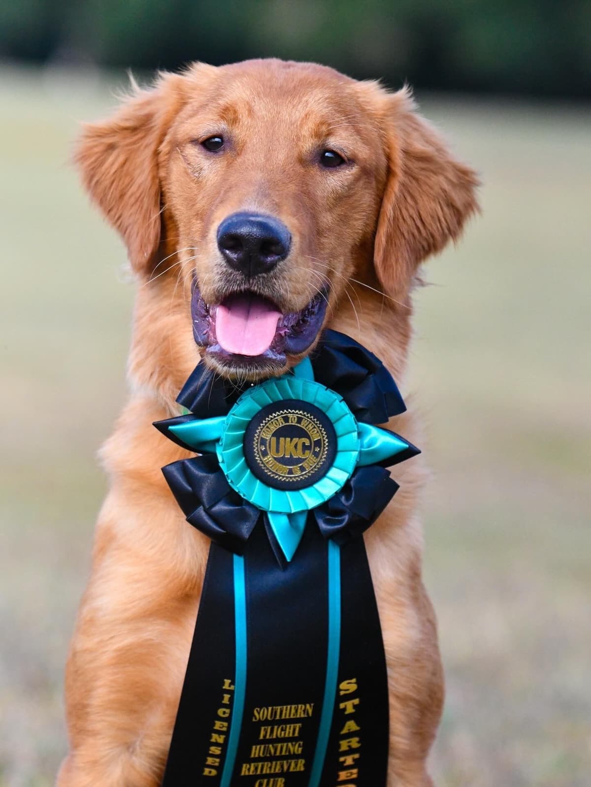 Golden Retriever Puppies breeder image 22