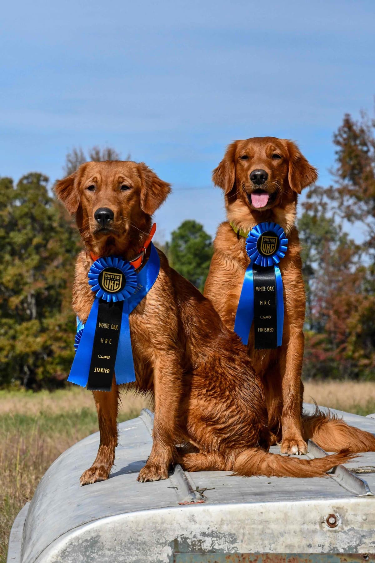 Golden Retriever Puppies breeder image 23