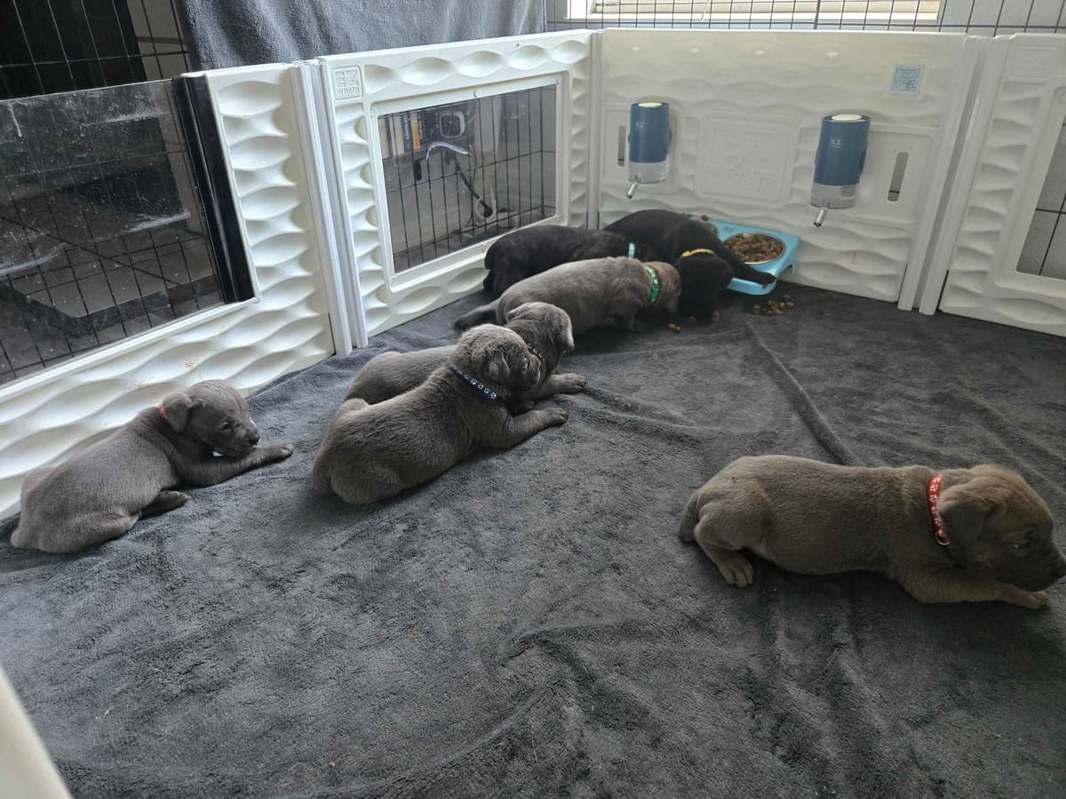 Champion × Champion Cane Corso Puppies – Health Tested Parents breeder image 29