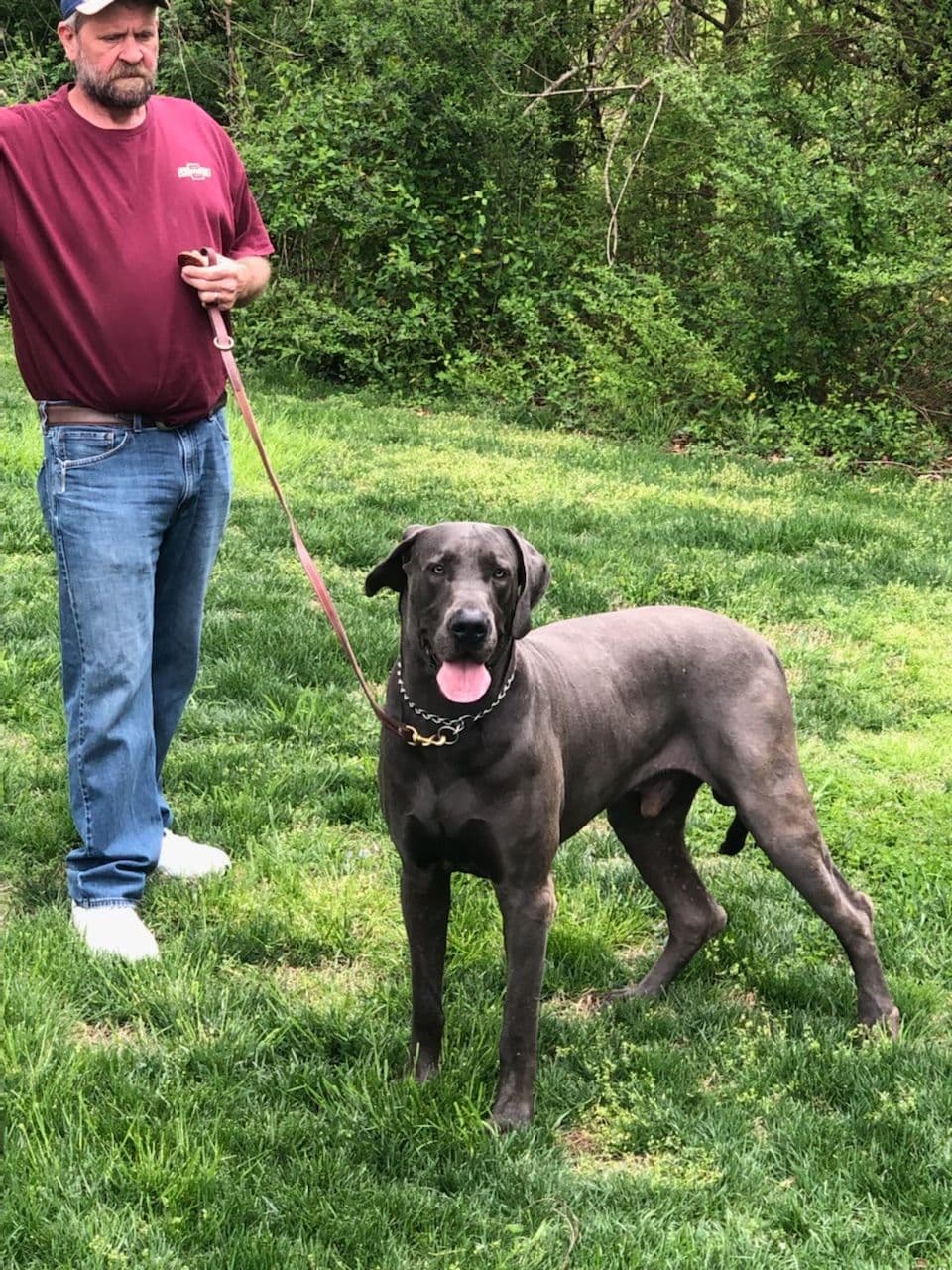 Great Dane Puppies breeder image 1
