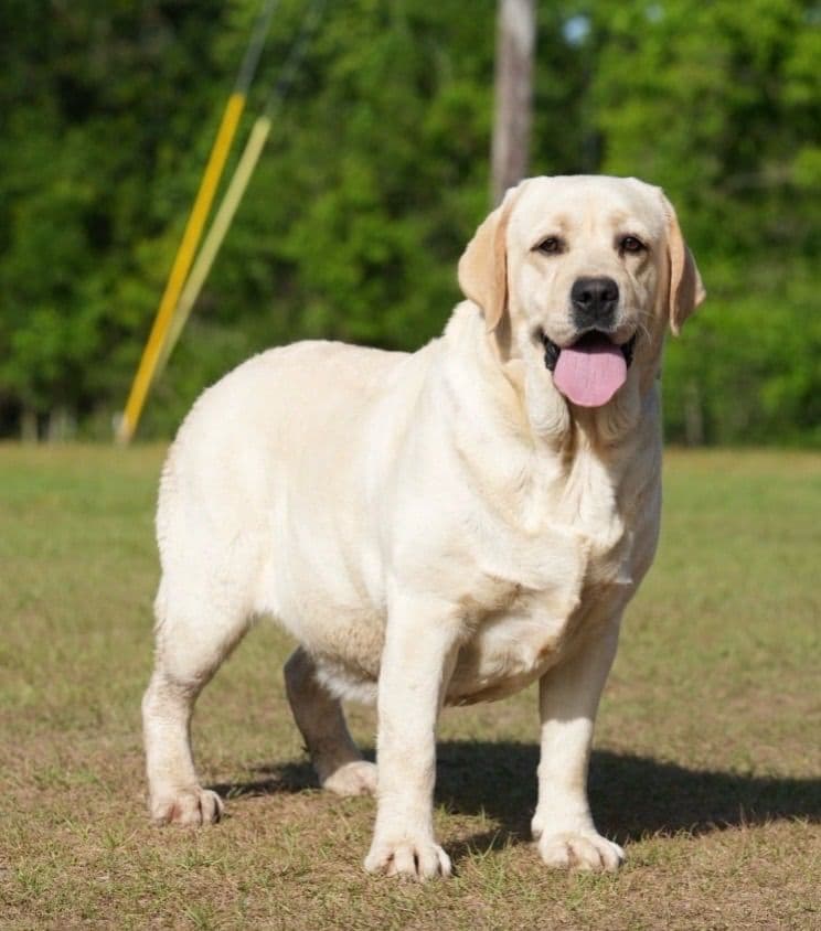 Labrador Retriever Puppies breeder image 10