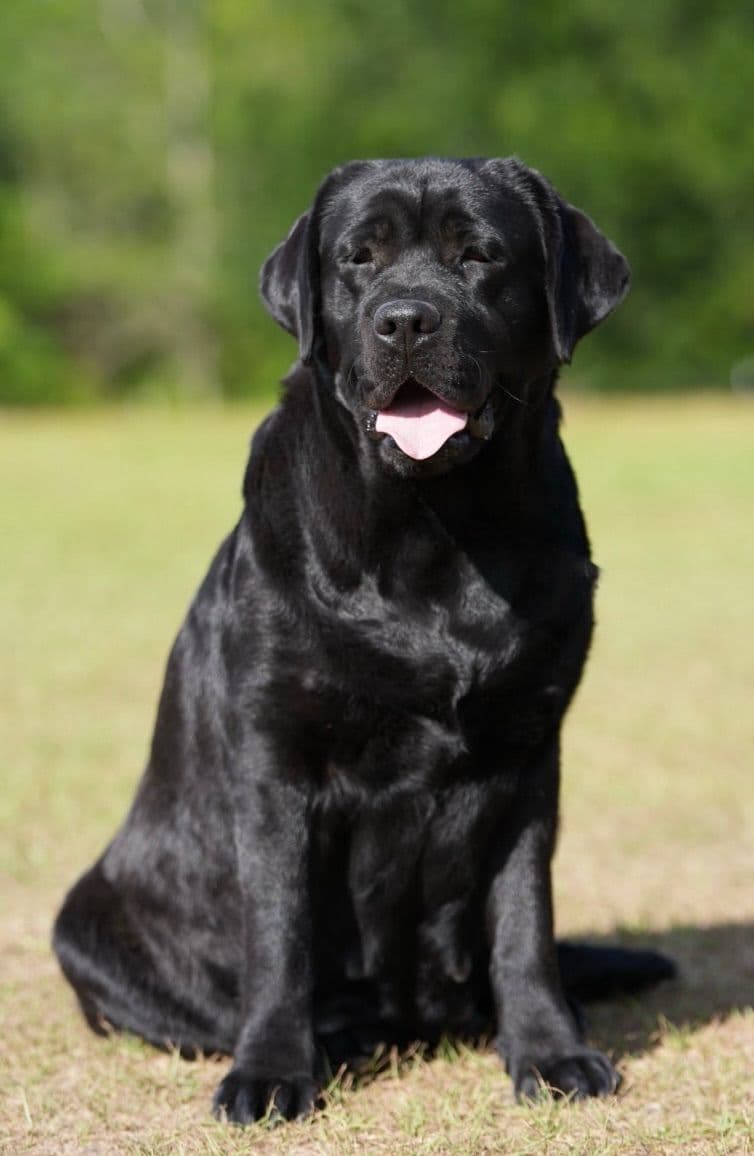Labrador Retriever Puppies breeder image 12