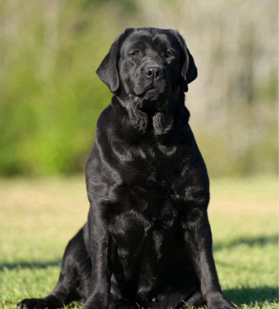Labrador Retriever Puppies breeder image 11