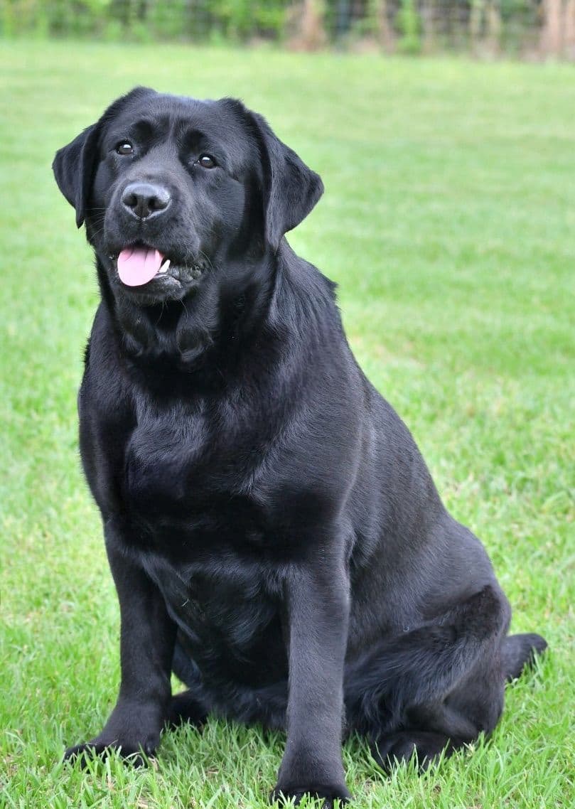 Labrador Retriever Puppies breeder image 14