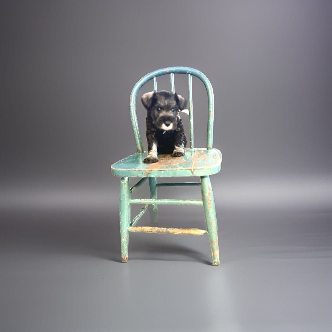 Miniature Schnauzer Puppies breeder image 23