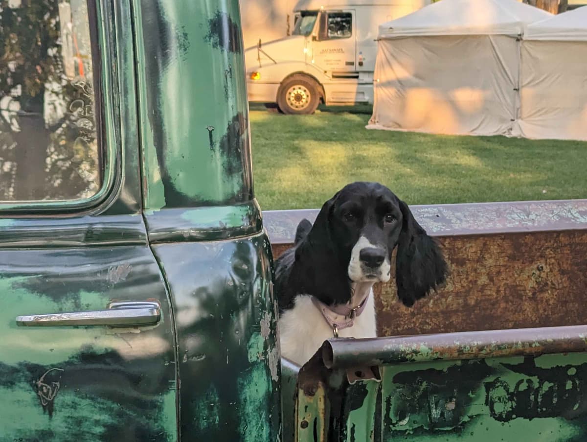 English Springer Spaniel Puppies breeder image 24