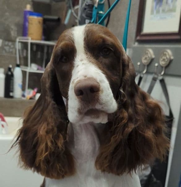 English Springer Spaniel Puppies breeder image 3