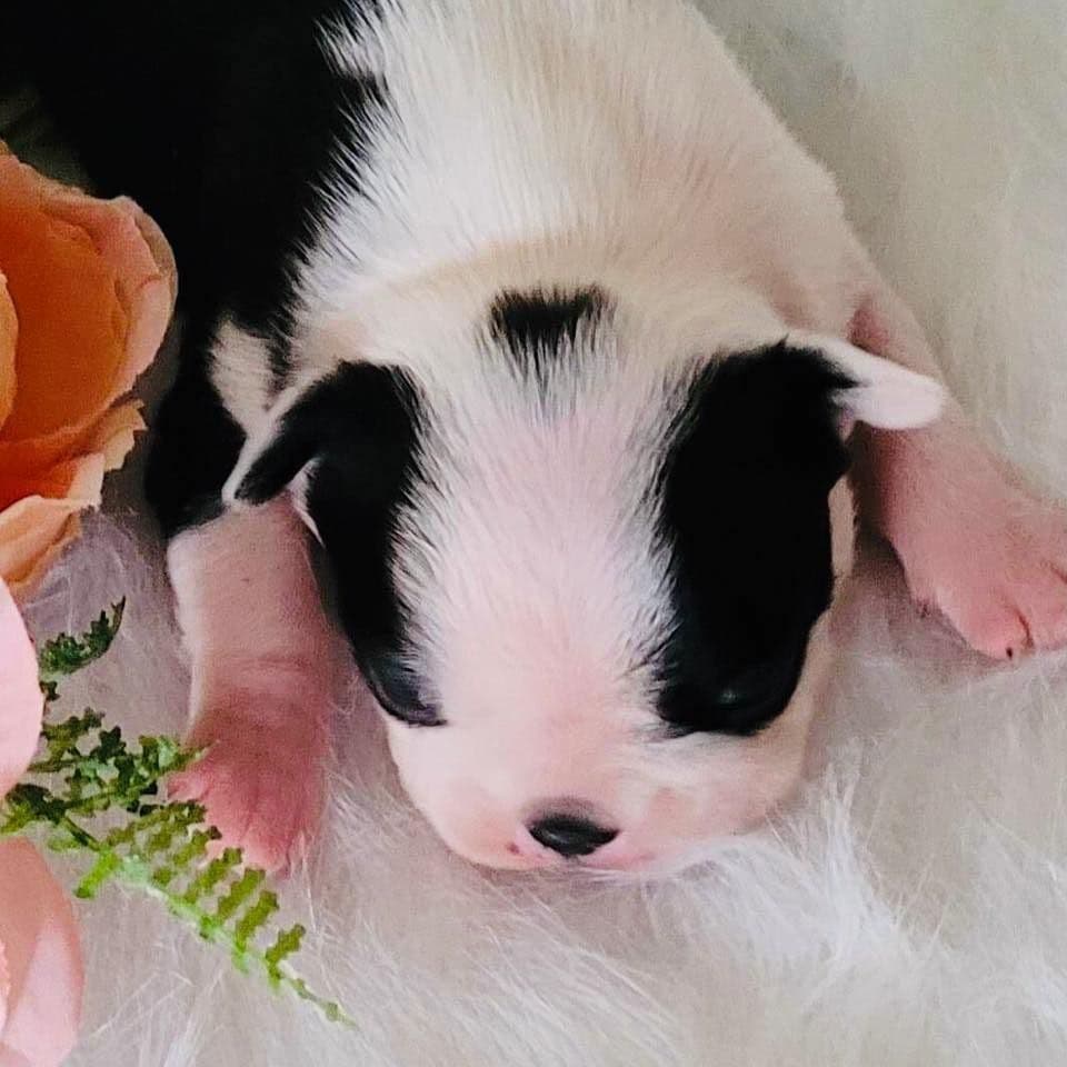 Boston Terrier Puppies breeder image 18
