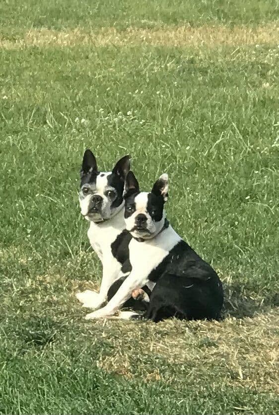 Boston Terrier Puppies breeder image 22