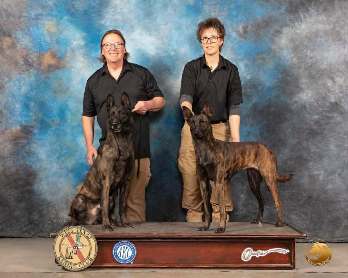 Dutch Shepherd Puppies breeder image 6