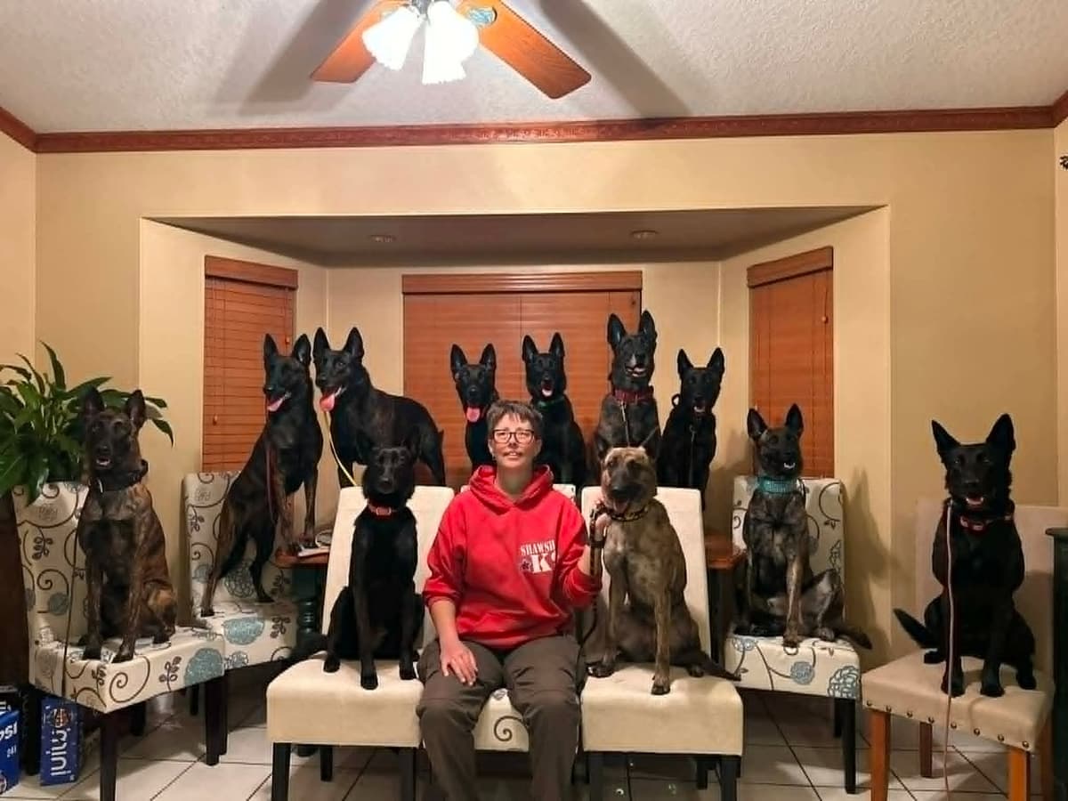 Dutch Shepherd Puppies breeder image 1