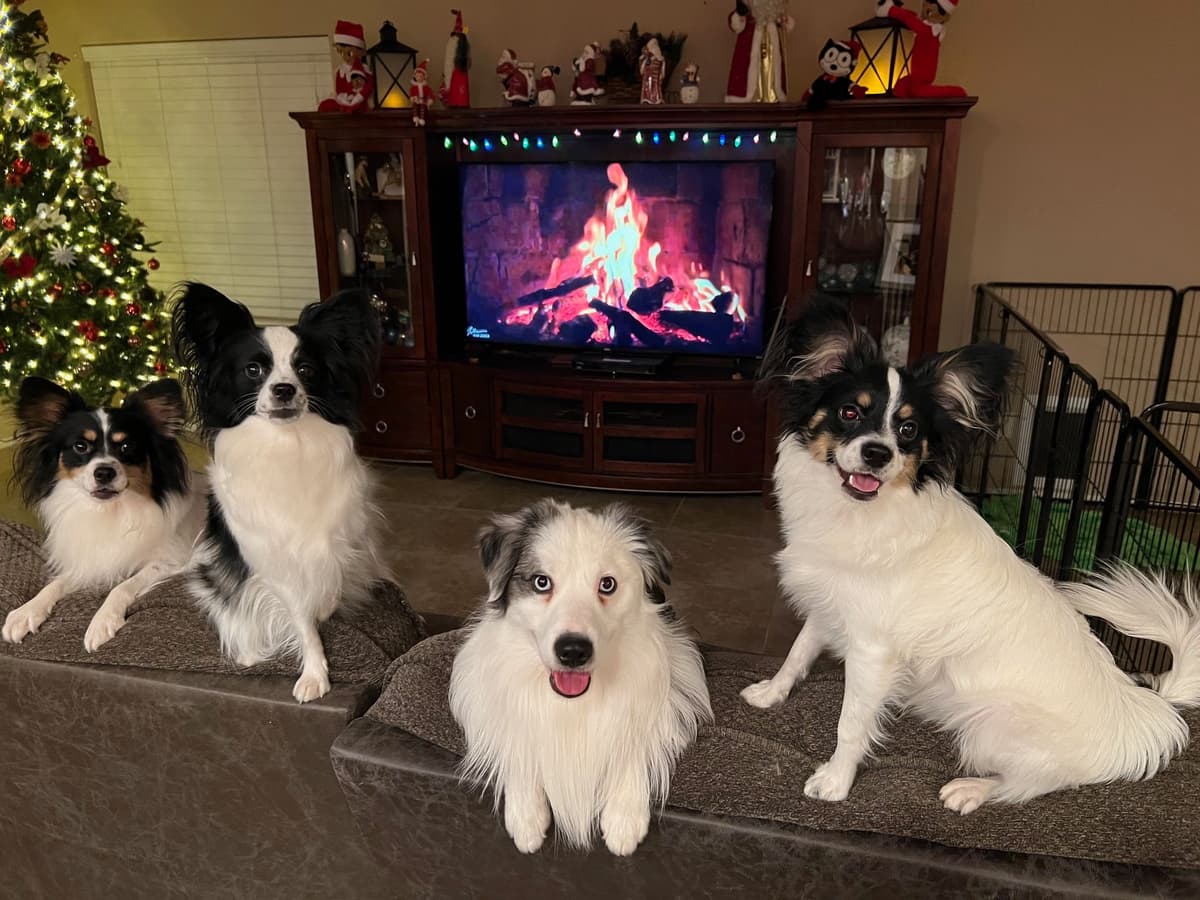 Papillon Dogs breeder image 1