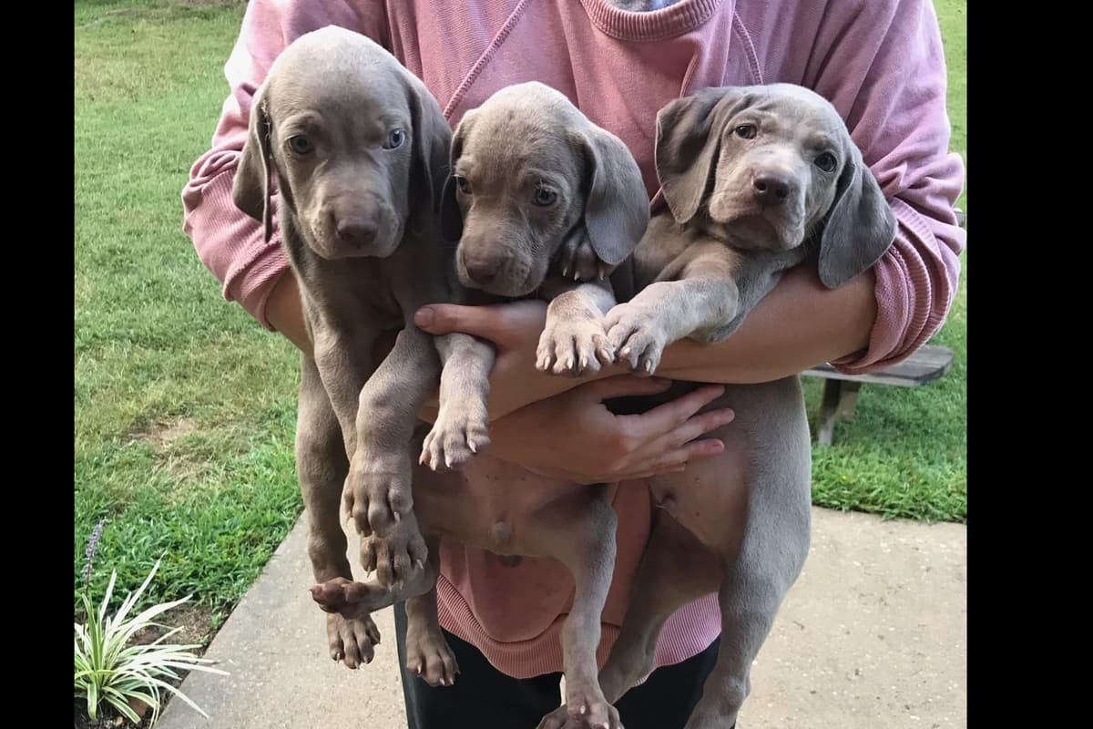 Weimaraner Puppies breeder image 2