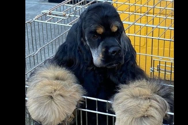 Cocker Spaniel Puppies breeder image 3