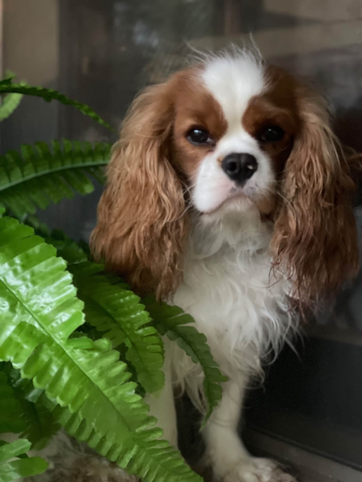 Cavalier King Charles Spaniel Puppies breeder image 10
