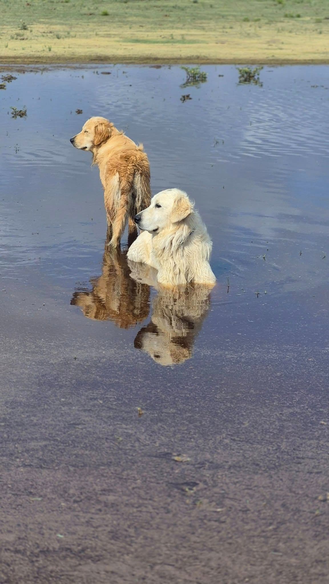 Golden Retriever Puppies breeder image 2