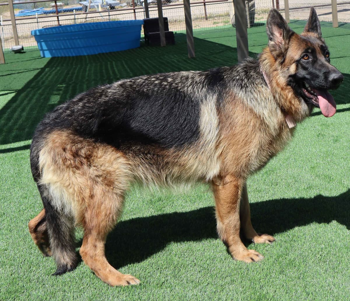 Vintar German Shepherd puppies breeder image 14