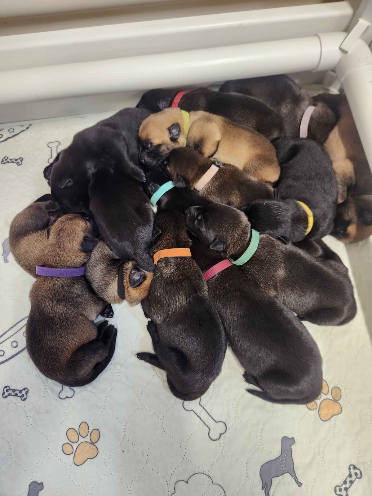 Belgian Malinois Puppies breeder image 6