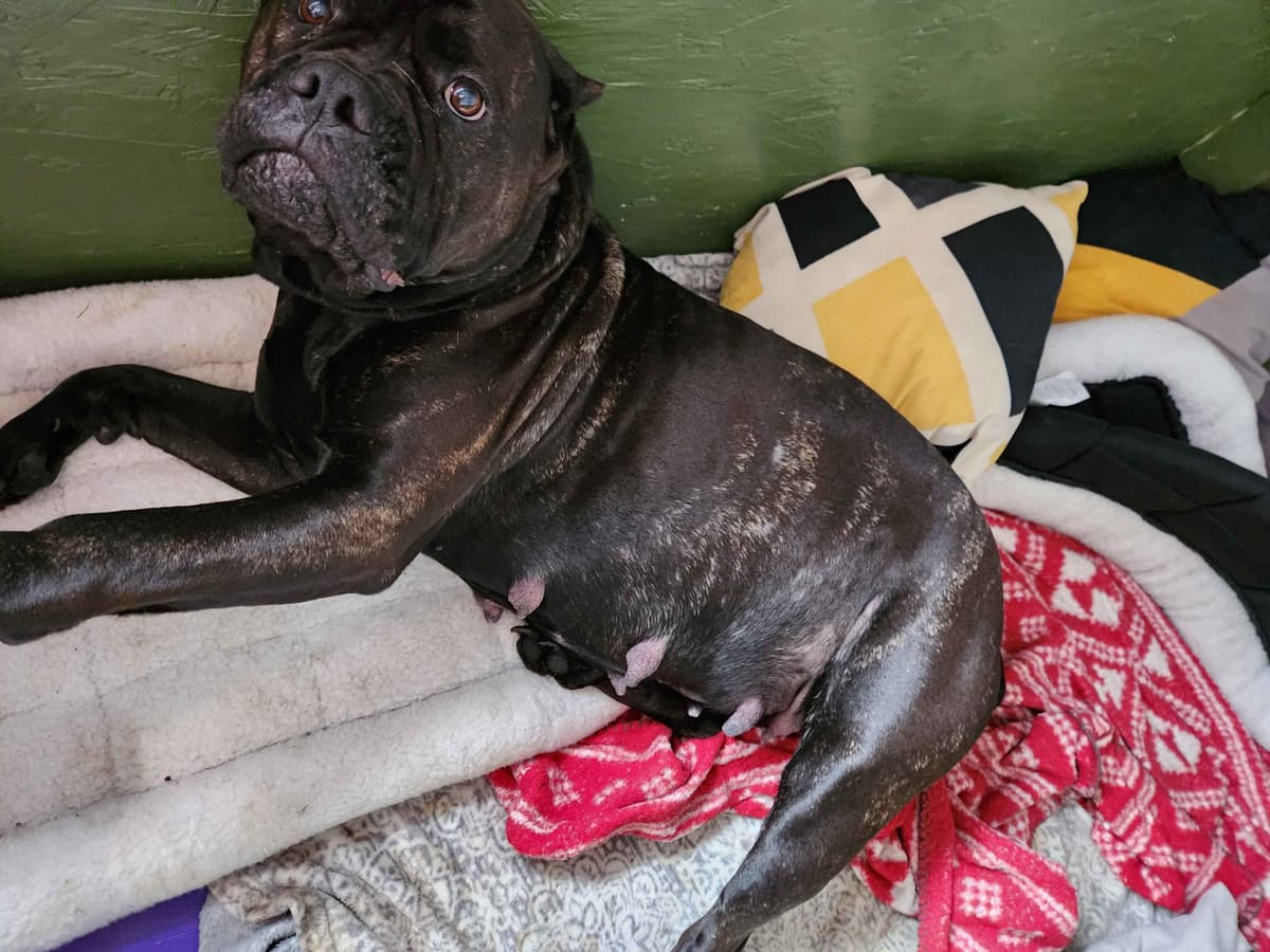 Cane Corso Puppies breeder image 4