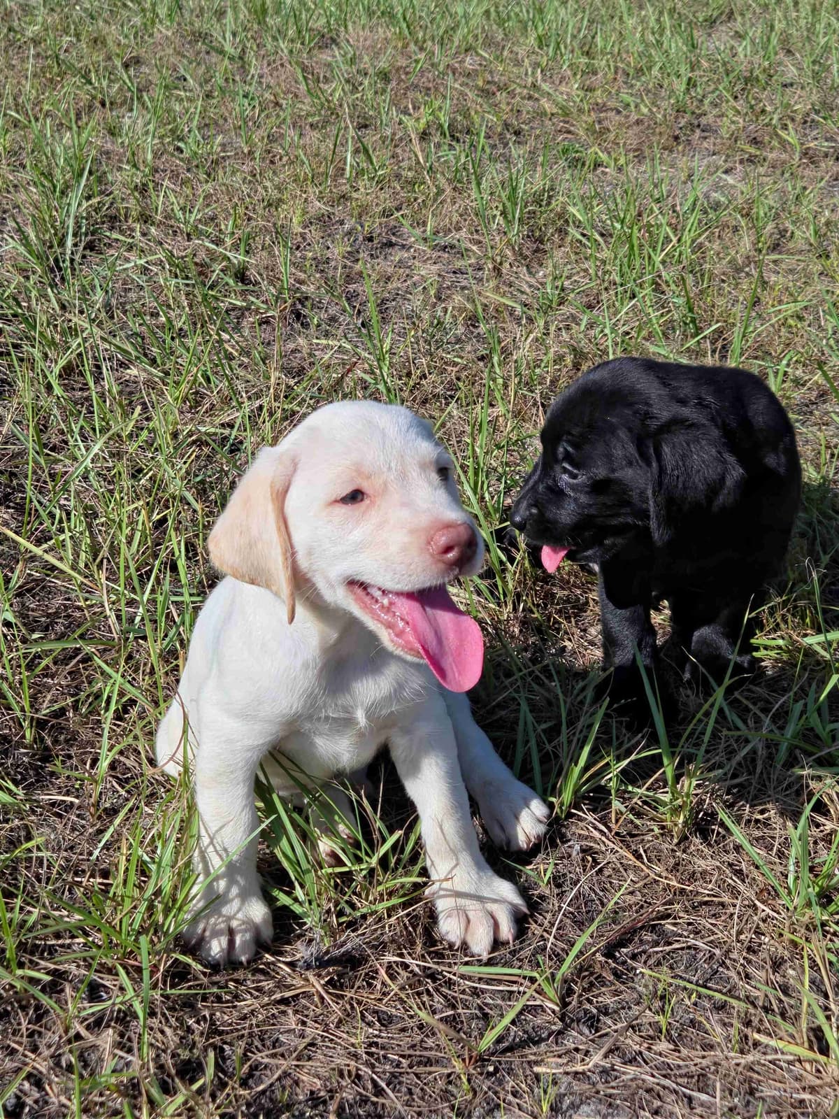 Labrador Retriever Puppies breeder image 11