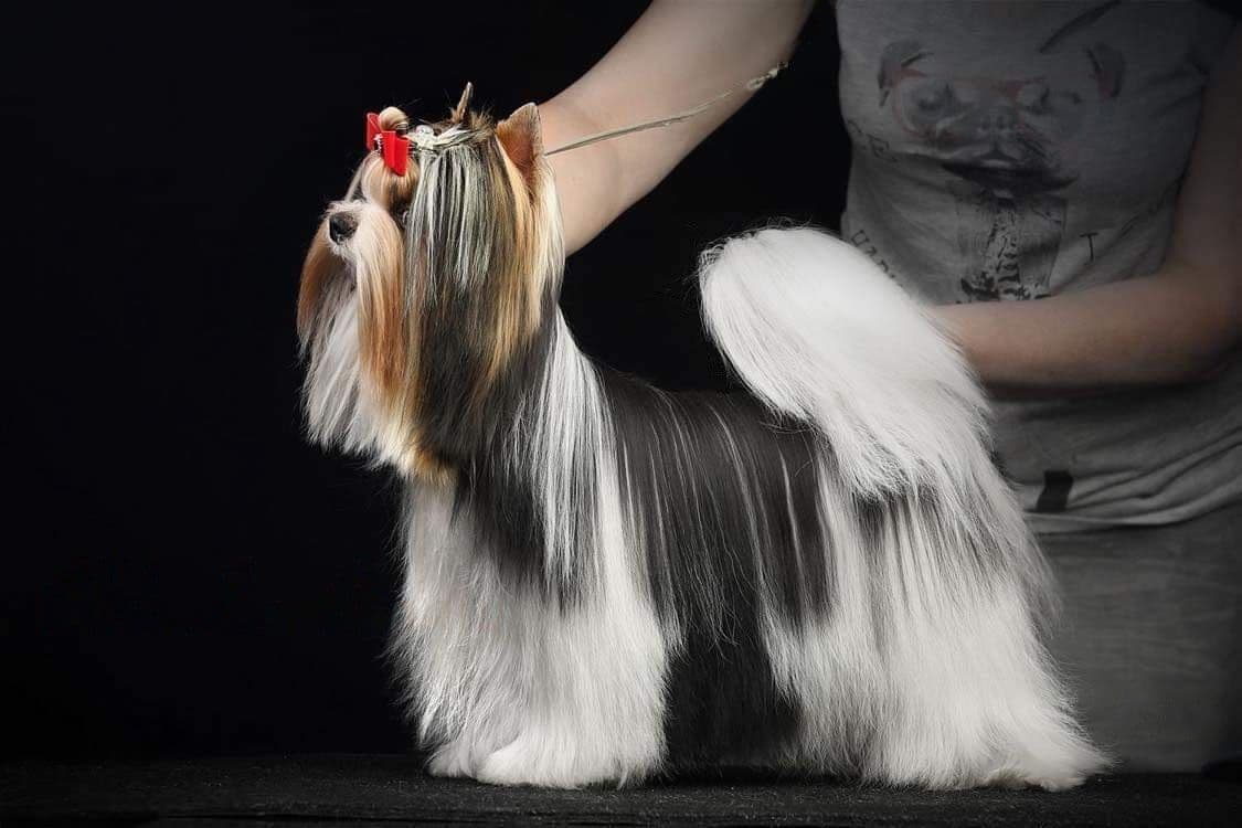White Pomeranian breeder image 5